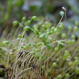 Funaria hygrometrica (bonfire moss)